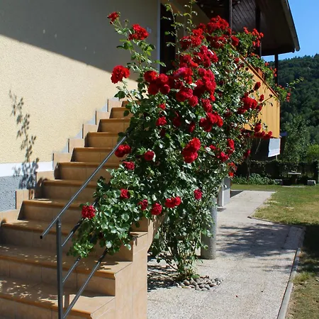 Vineyard Kolpa Zupancic Stari Trg ob Kolpi